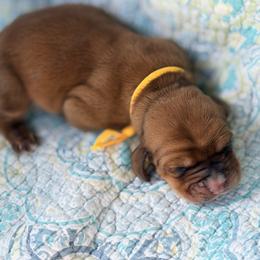 Poppy - Mahogany and white female Basset Hound puppy in Pflugerville, Texas from Mountain Momma Bassets