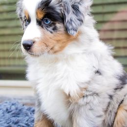 Miniature Australian Shepherd Puppies from Bishop Aussies