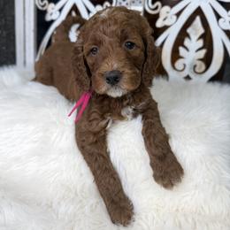 Goldendoodle and Poodle Puppies from Northern Heart Standards