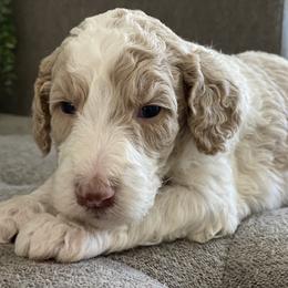 Poodle Puppies from Home of Doodles