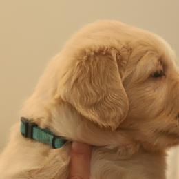Golden Retriever Puppies from Golden M Family Farms