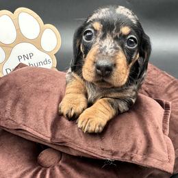 Angelica - Dapple female Dachshund puppy in Ben Wheeler, Texas from P&P Dachshunds