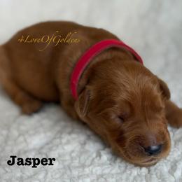 Jasper - Dark golden male Golden Retriever puppy in La Verne, California from 4LoveofGoldens