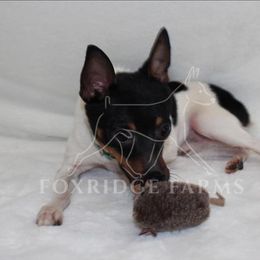 Toy Fox Terrier All Grown Up from Foxridge Farms