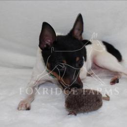 Toy Fox Terrier All Grown Up from Foxridge Farms