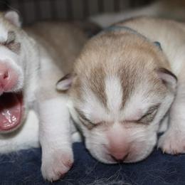 Siberian Husky Puppies from Tevana Siberians LLC