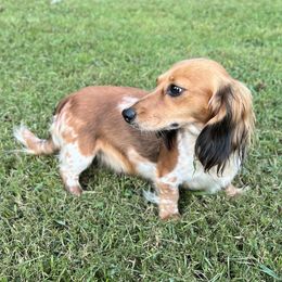Birdie girl - Dachshund