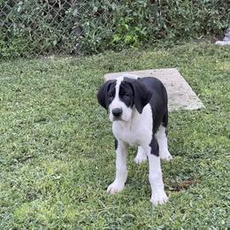 Great Dane Puppies from Laxton Danes