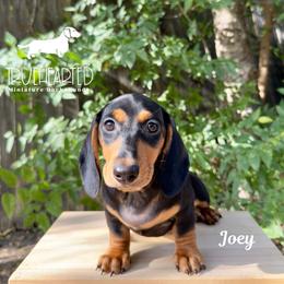 Joey - Black and tan male Dachshund puppy in Royse City, Texas from Truehearted Miniature Dachshunds