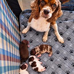 Durkin-Bodie - Brown and white male Cockapoo puppy in Delphos, Ohio from Route 66 Puppies