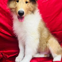 Rocko - Sable male Collie puppy in Groveland, Florida from Palmhaven Collies