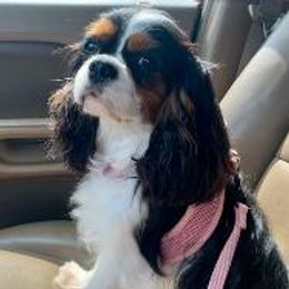 Luna - Cavalier King Charles Spaniel