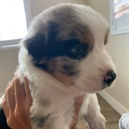 Nahko, Blue Merle Mini Aussie with Tail - Blue merle male Miniature Australian Shepherd puppy in Douglas, Arizona from Starry-Eyed Mini Aussies with Tails
