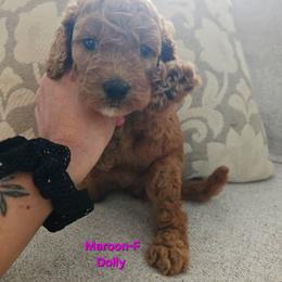 Cockapoo Puppies from Ashley Dedmon