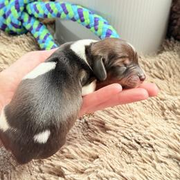 Jessie - Piebald female Dachshund puppy in Paso Robles, California from Drift & Dash Dachshunds