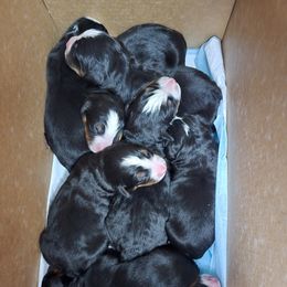 Boy 2 - male Bernese Mountain Dog puppy in Eureka, Montana from Back 40 Berners