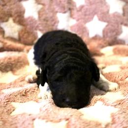 Honey - Parti female Poodle puppy in Meadowbrook, California from Standard Poodle Pups