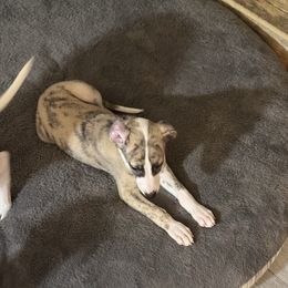 Mica - White and red brindle Whippet puppy in Canton, Georgia from Ahava Kennels