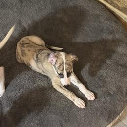 Mica - White and red brindle Whippet puppy in Canton, Georgia from Ahava Kennels
