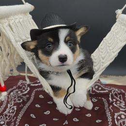 German Shepherd and Pembroke Welsh Corgi Puppies from J&R Shepherds & Corgis