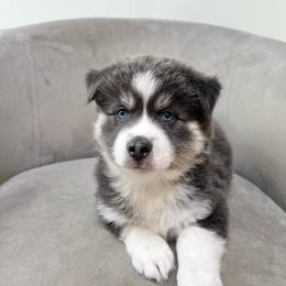 Mario - Blue male Pomsky puppy in Henderson, Kentucky from Paris Pomskies