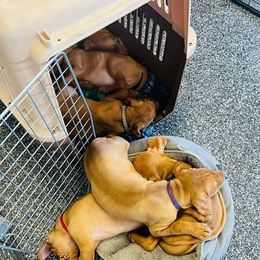 Vizsla Puppies from Nicole Lanie's Viszla