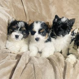 Yorkshire Terrier Puppies from Reed’s Breeds