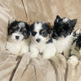 Yorkshire Terrier Puppies from Reed’s Breeds