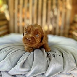 Kua'i - Caramel red female Australian Labradoodle puppy in Morgan Hill, California from Loving Labradoodle