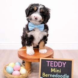 Teddy - Tri-color male Bernedoodle puppy in Ormond Beach, Florida from Florida Coast Doodles
