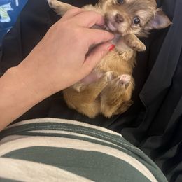 Golda - Sable spotted white female Chihuahua puppy in Washington, Washington, D.C. from Maria's Chihuahuas
