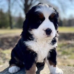 Bernese Mountain Dog Puppies from Royal Bernese Mountain Dogs