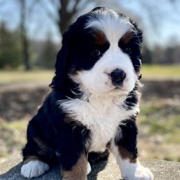 Bernese Mountain Dog Puppies from Royal Bernese Mountain Dogs
