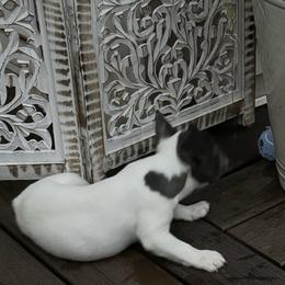French Bulldog Puppies from The Frenchie Ravine Connection LLC