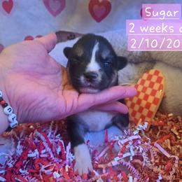 Pembroke Welsh Corgi and Siberian Husky Puppies from Regal Huskies of the Carolinas