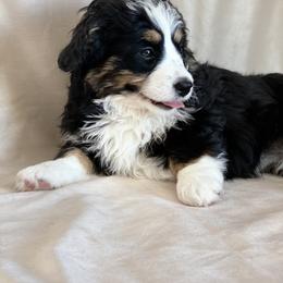 Bernedoodle and Goldendoodle Puppies from TurkeyCreek Doodles
