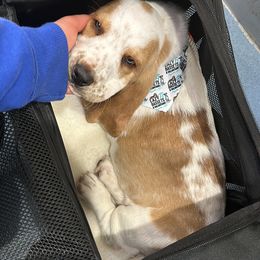 Basset Hound and Dalmatian Puppies from Lazy B Bassets and Dalmatians