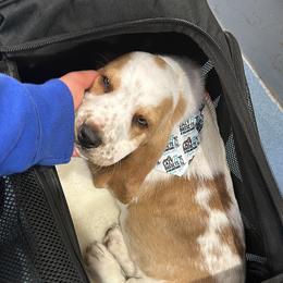 Basset Hound and Dalmatian Puppies from Lazy B Bassets and Dalmatians