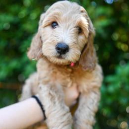 Girl 1 - Assorted Doodle Crosses puppy in Ocala, Florida from Dandy Doodles