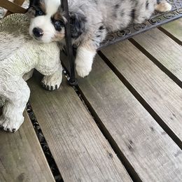 Miniature Australian Shepherd and Toy Australian Shepherd Puppies from Rye Hill Aussies