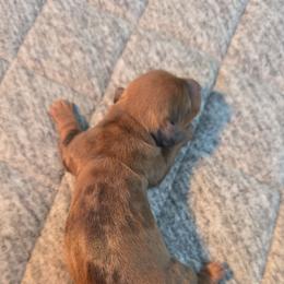 Chocolate based red dapple - Dapple female Dachshund puppy in West Plains, Missouri from Spring Creek Dachshunds