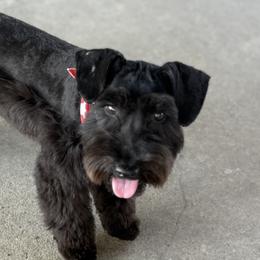 Miniature Schnauzers from Creek Ranch Kennels
