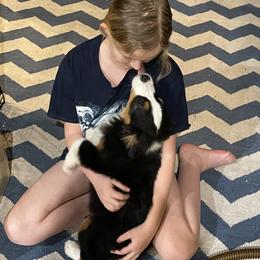 Australian Shepherd, Miniature American Shepherd, Miniature Australian Shepherd, and Toy Australian Shepherd Puppies from Painted Blue Aussies