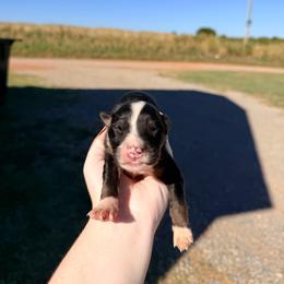 Boy 1 - Black tri-color male Australian Shepherd puppy in Cushing, Oklahoma from Little Pastures Australian Shepherds
