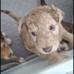 Aussiedoodle and Miniature Australian Shepherd Puppies from Aussies Acre