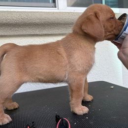 Female 4 - Black female Labrador Retriever puppy in Murrieta, California from The Golden Leash Kennels