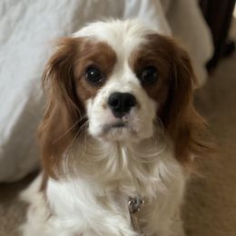 Liam - Cavalier King Charles Spaniel