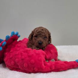 Frisco (AKC) - Red  male Poodle puppy in Rainbow City, Alabama from Spinks Poodles