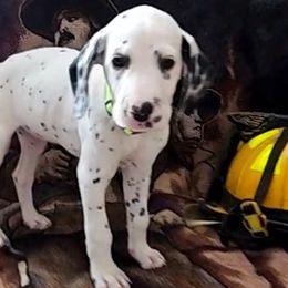 LIME - White and black Dalmatian puppy in Adamstown, Maryland from Sprinkled with Hearts Dalmatians