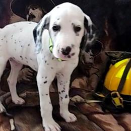 LIME - White and black Dalmatian puppy in Adamstown, Maryland from Sprinkled with Hearts Dalmatians